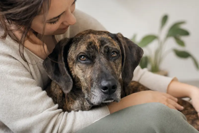 Nahaufnahme eines Plott-Hound Hundes mit aufmerksamem, freundlichem Blick im sanften Licht.